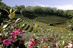 Taiwan: Zhu Feng Tea Garden